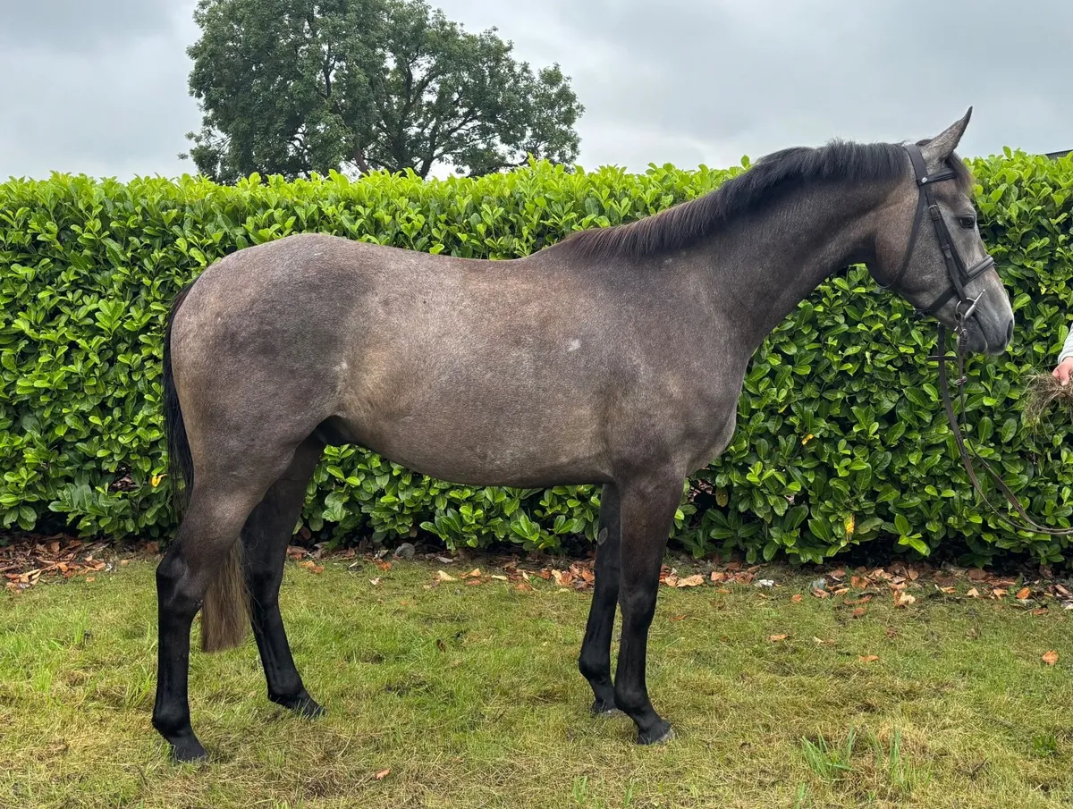 Allrounder/intermediate - Image 1