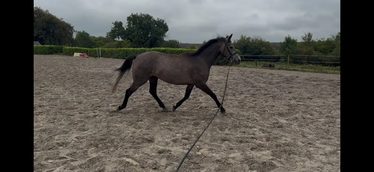 Allrounder/intermediate - Image 3