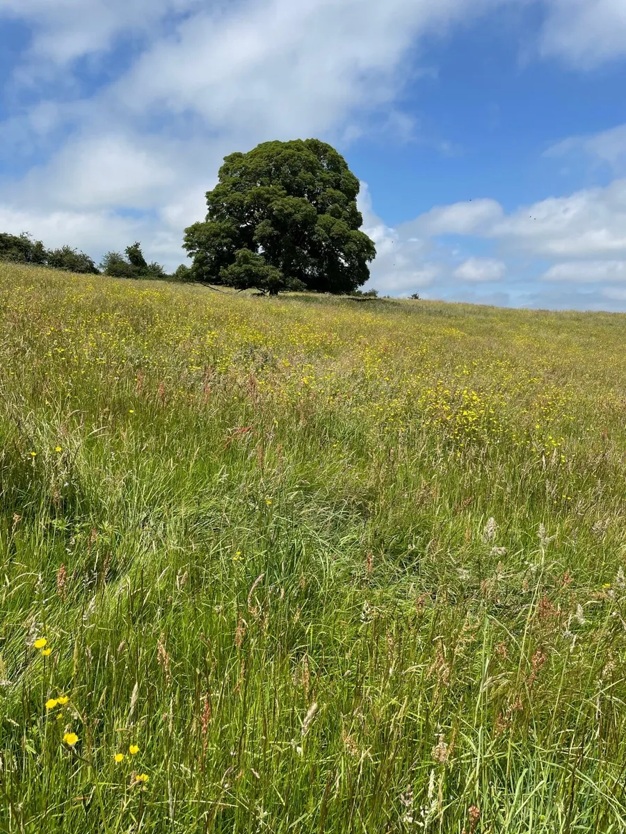 June Green Hay - Image 3
