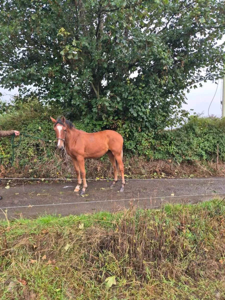 Yearling - Image 4