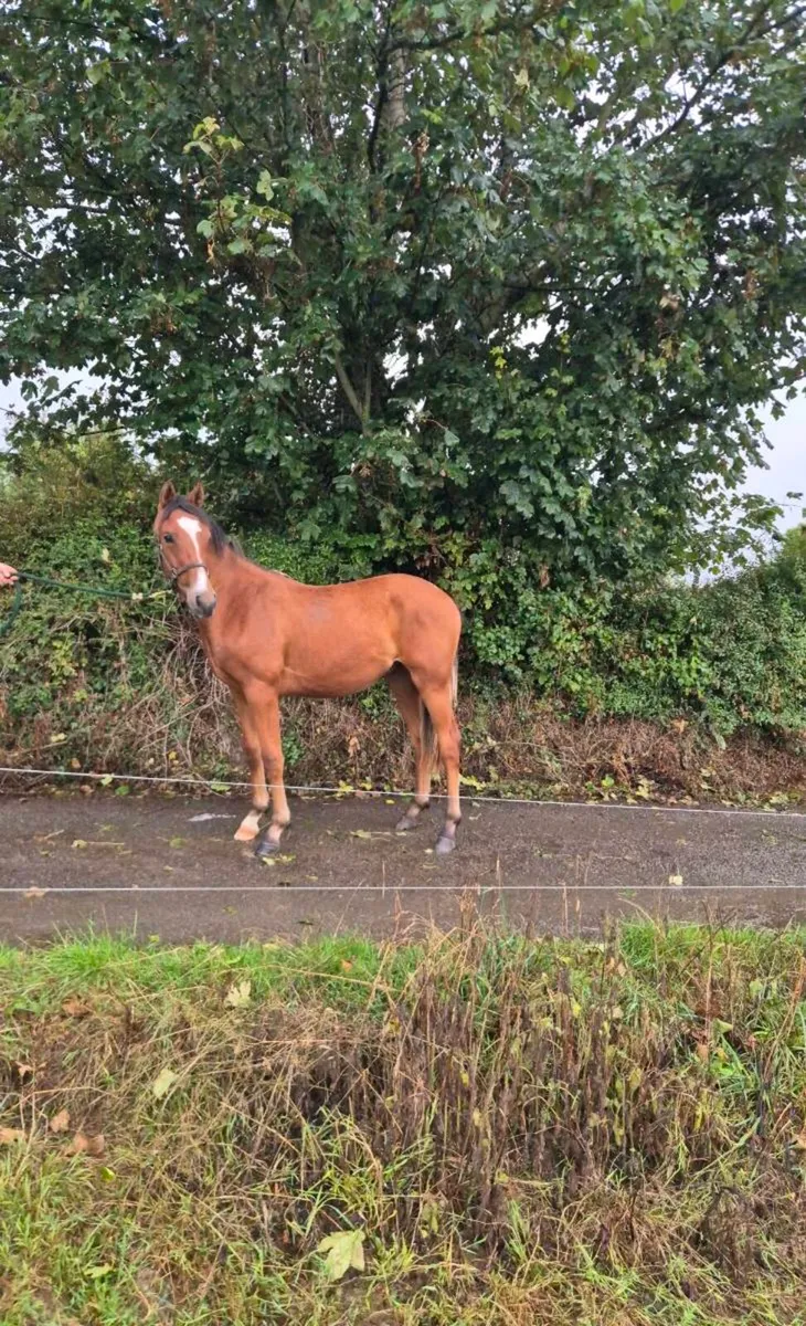 Yearling - Image 1