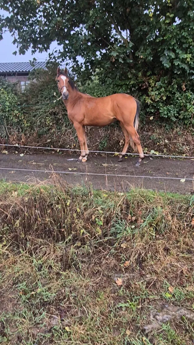Yearling - Image 2