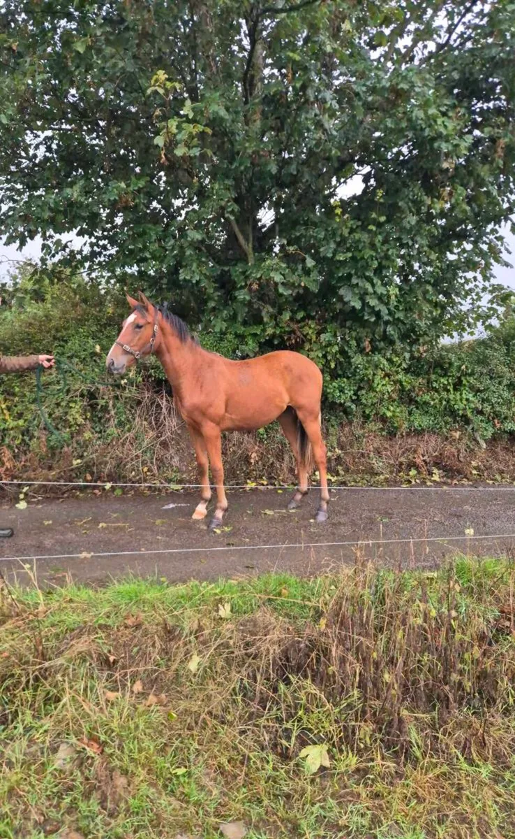 Yearling - Image 3