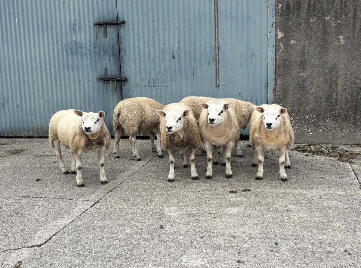 PBR Texel Ram Lambs For Sale - Image 2