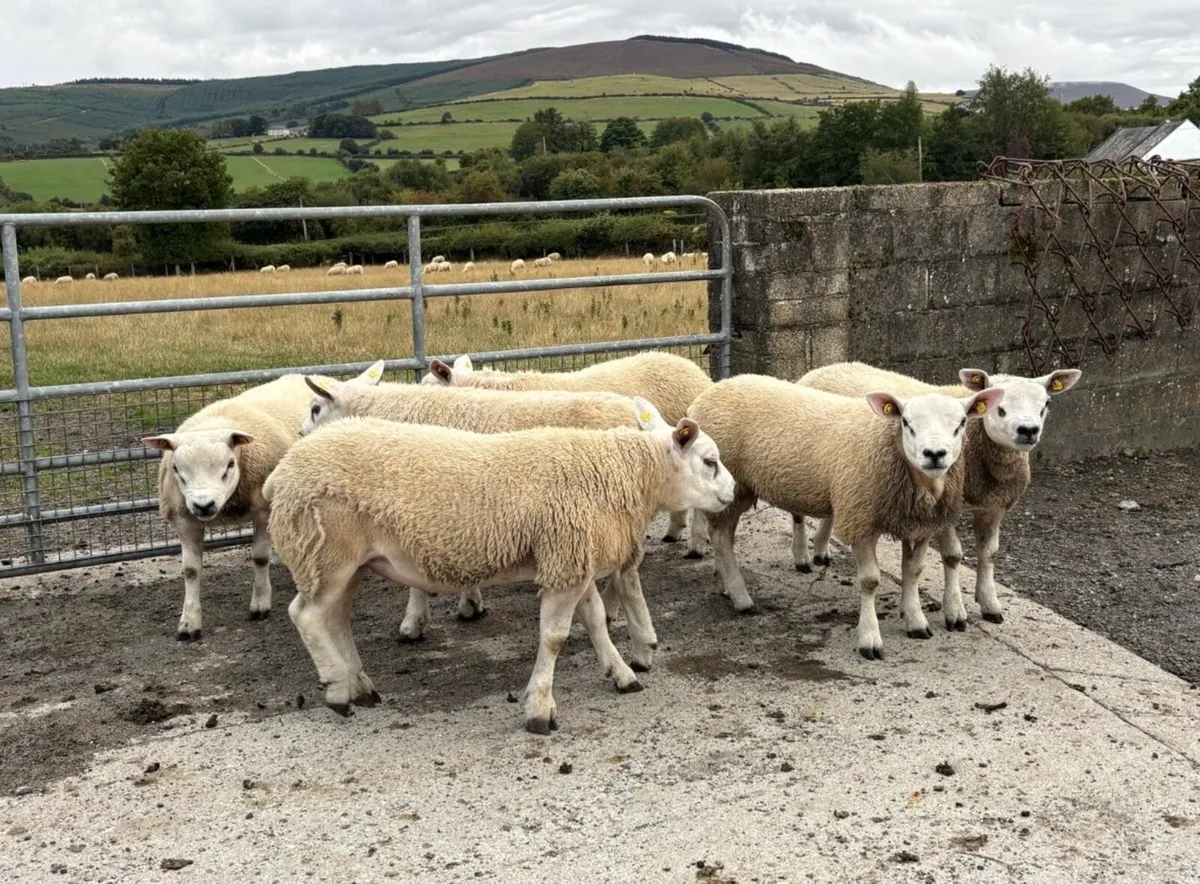 PBR Texel Ram Lambs For Sale - Image 3