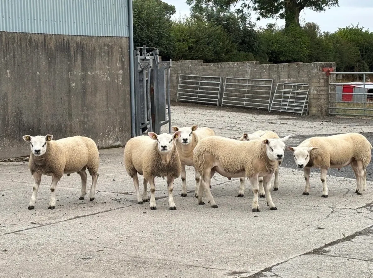 PBR Texel Ram Lambs For Sale - Image 4