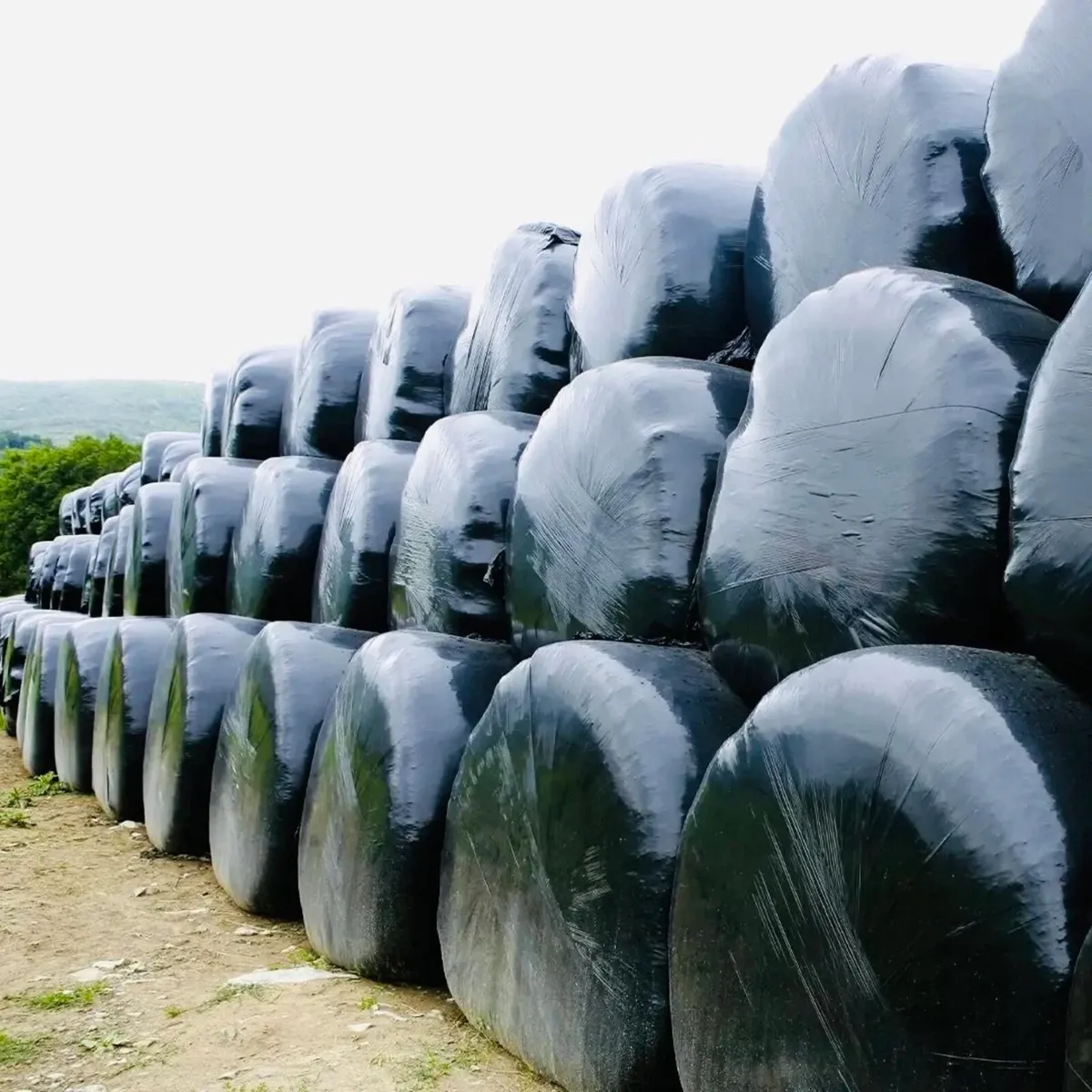 Silage Bales - Image 1