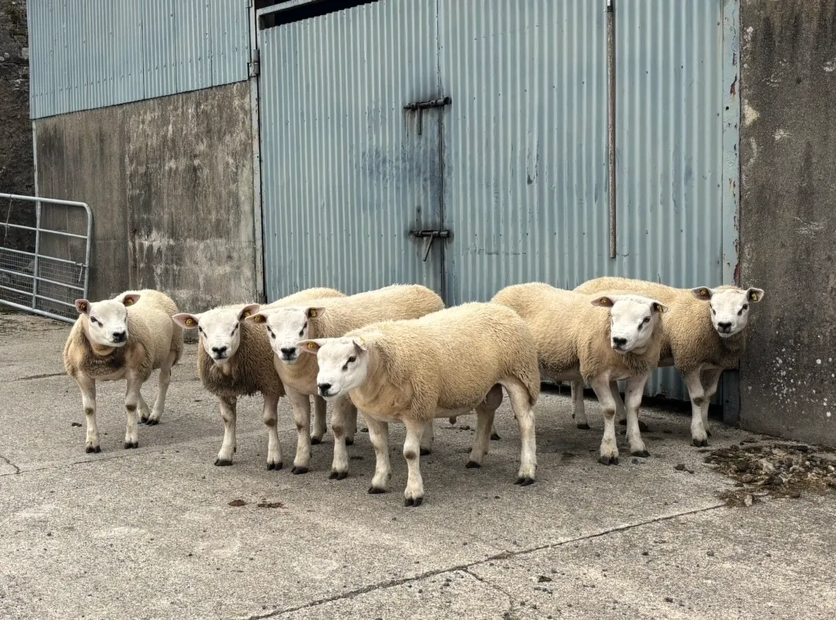 PBR Texel Ram Lambs For Sale - Image 1