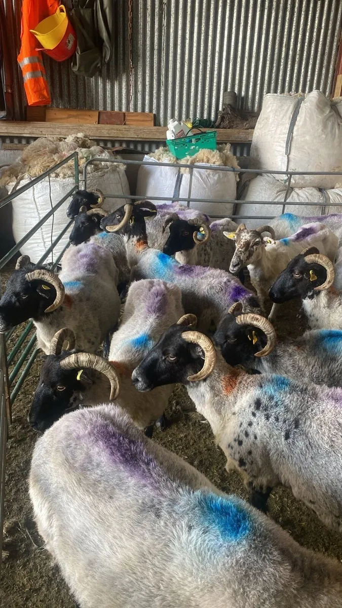 28 Mixed Mouth Ewes for sale - Image 1