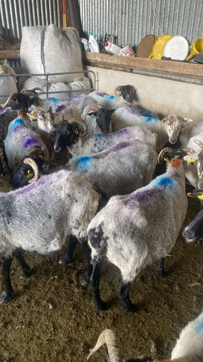 28 Mixed Mouth Ewes for sale - Image 2