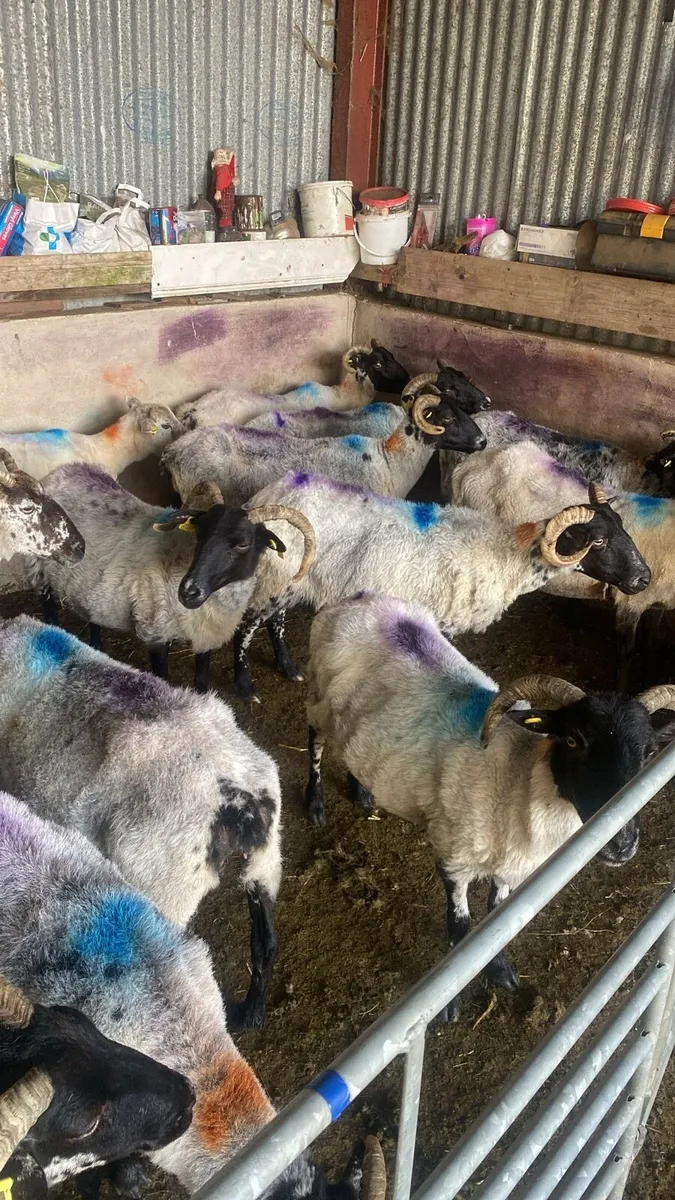 28 Mixed Mouth Ewes for sale - Image 3