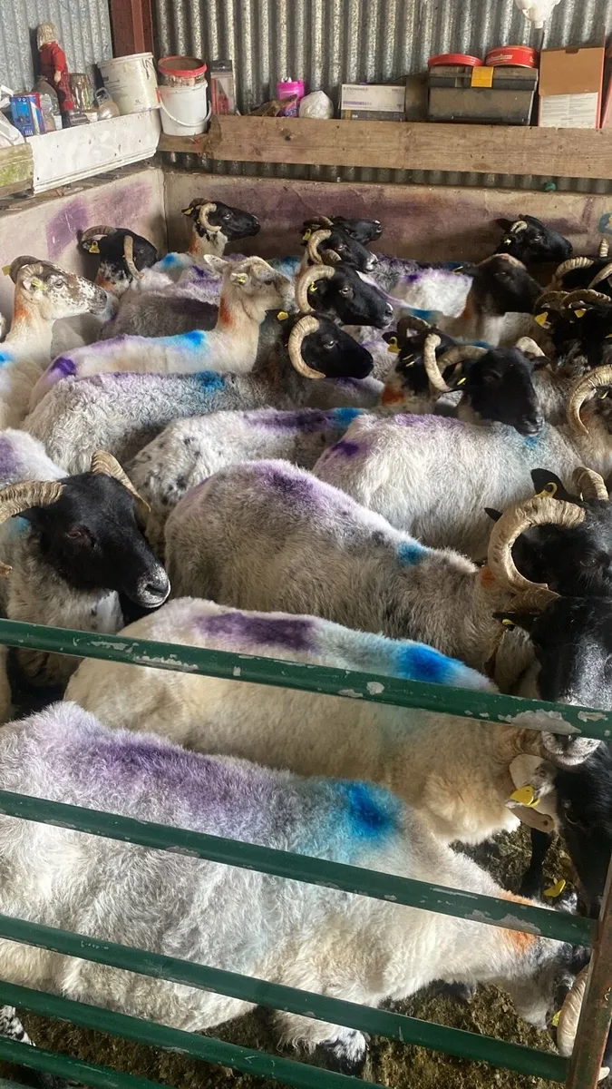 28 Mixed Mouth Ewes for sale - Image 4
