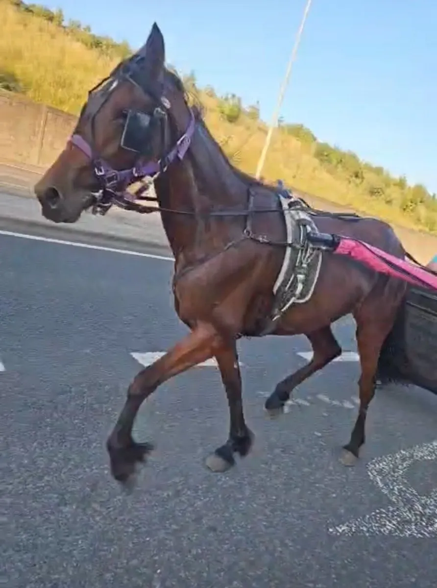 2yr Half Breed Filly Stepping Cob x USA Track Mare - Image 1