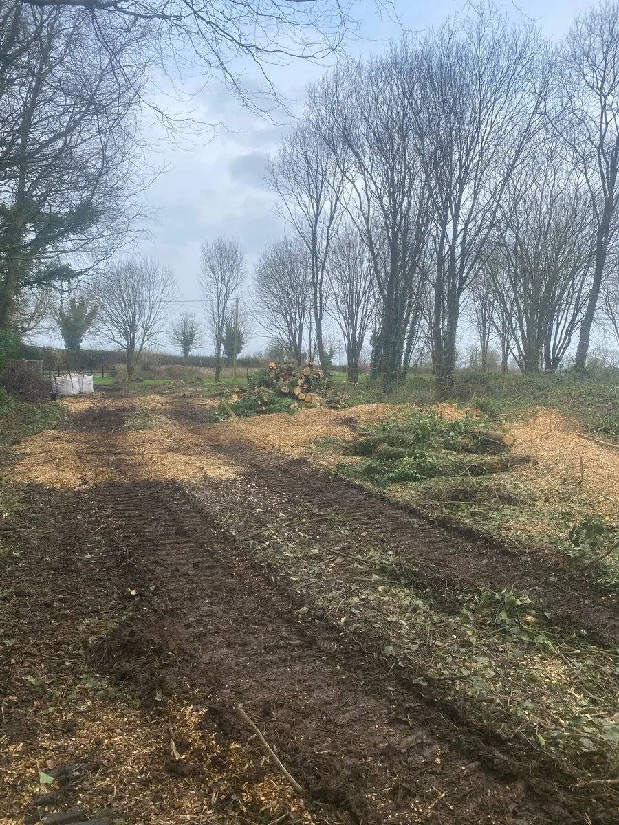 Tree removal - Image 4