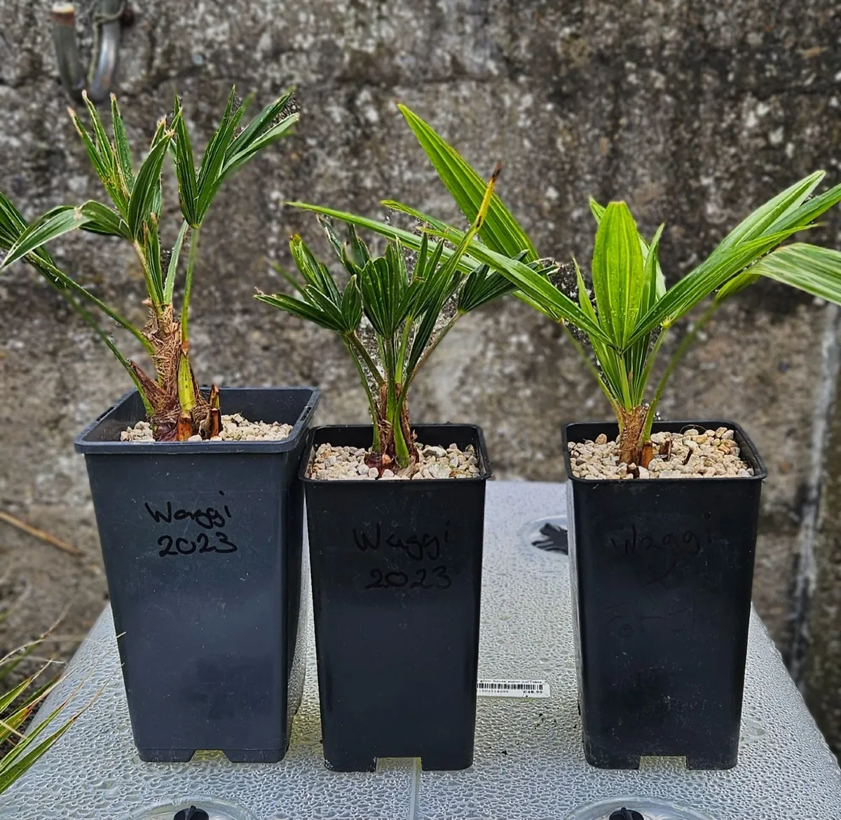 Palm Tree's - Image 1