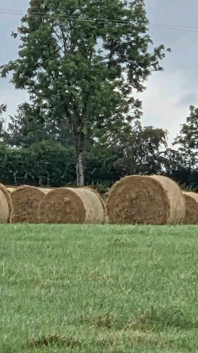 Hay - Image 2