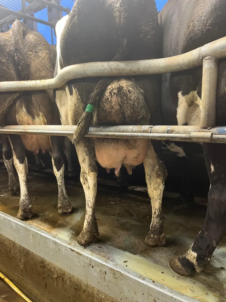 Cows for sale - Image 4