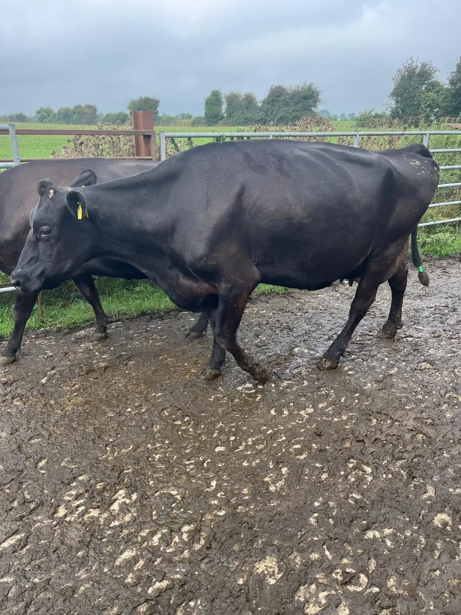 Cows for sale - Image 2