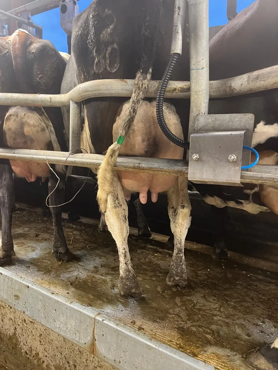 Cows for sale - Image 3