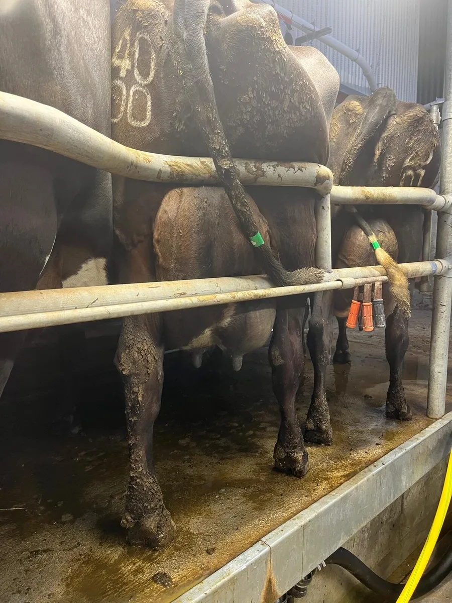 Cows for sale - Image 1