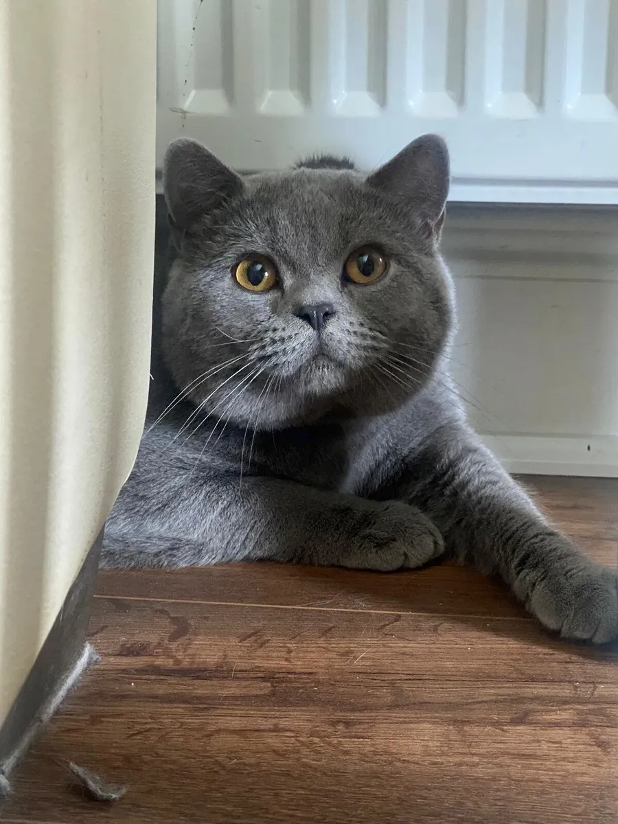 British Shorthair kittens Male *1 LEFT* - Image 3