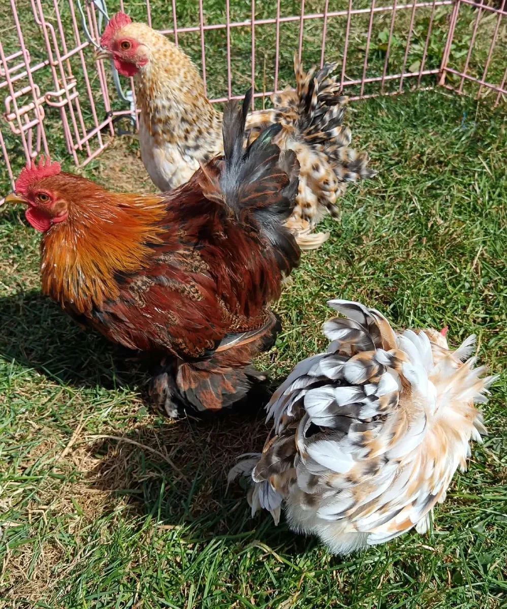 Poultry - Image 3