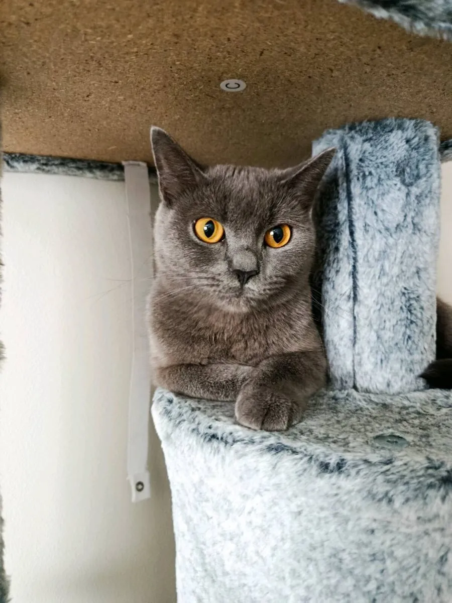 British Shorthair kittens Male *1 LEFT* - Image 4
