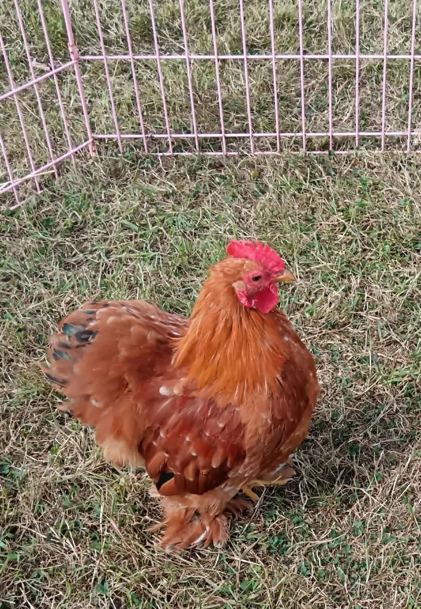 Poultry - Image 2