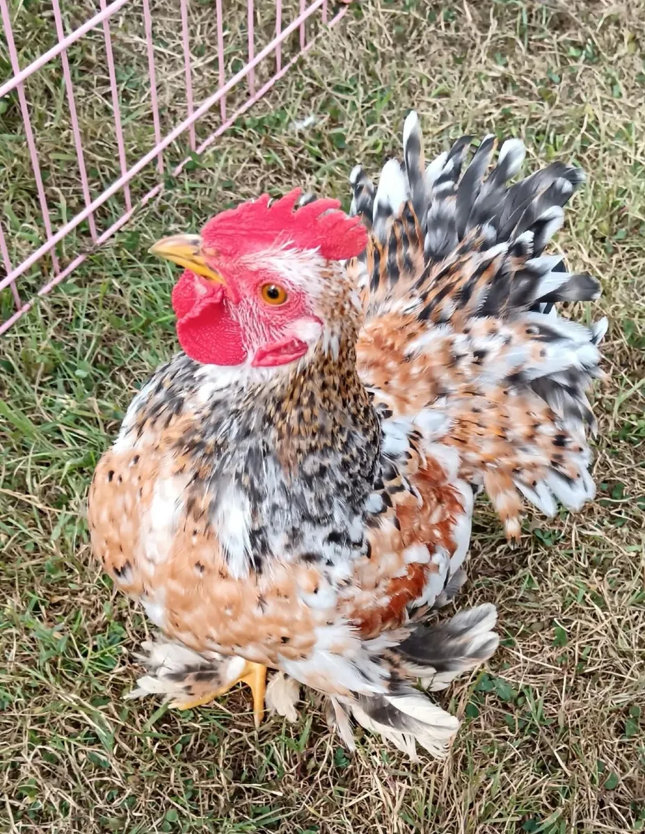 Poultry - Image 4