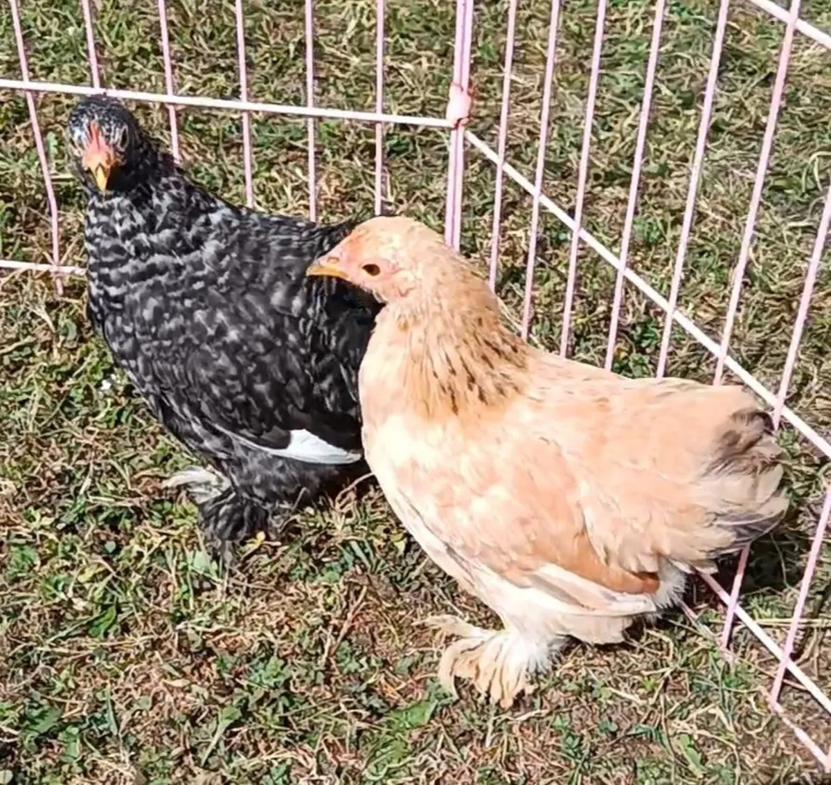 Poultry - Image 1