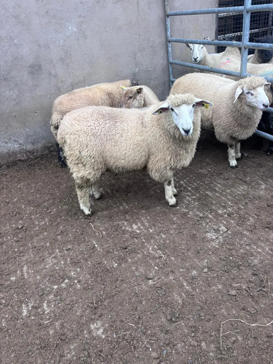 Rams - Image 2