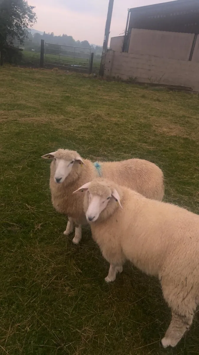 Rams - Image 3