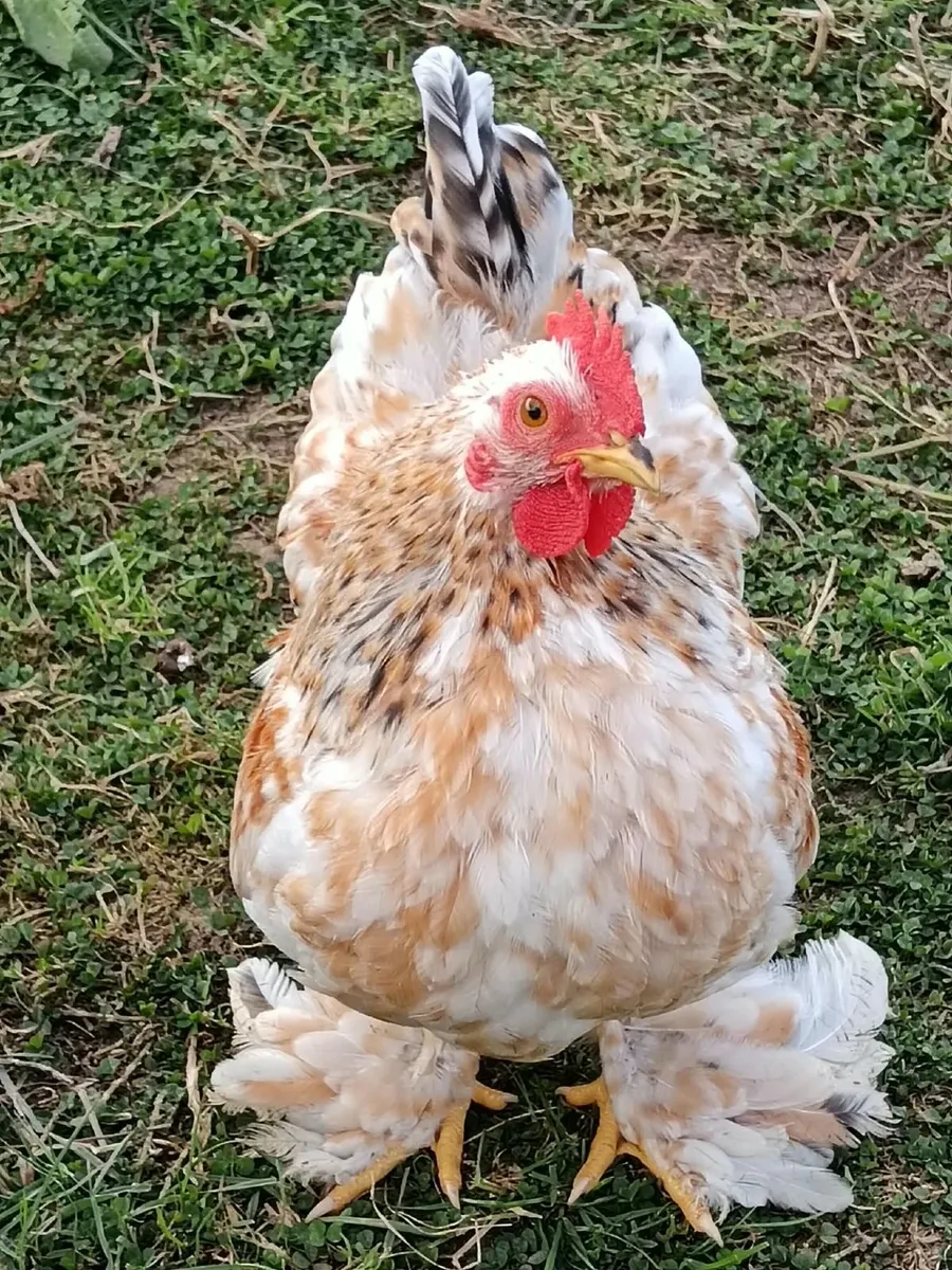 Poultry Bantam Roosters - Image 4