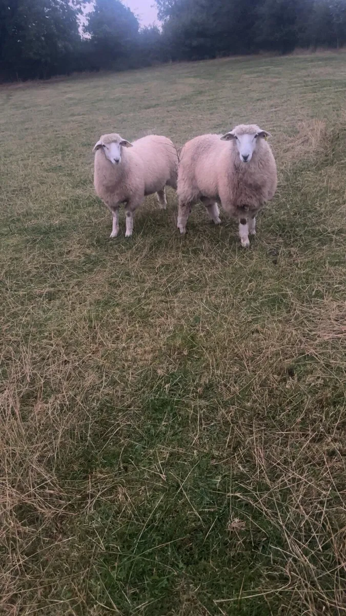 Rams - Image 4
