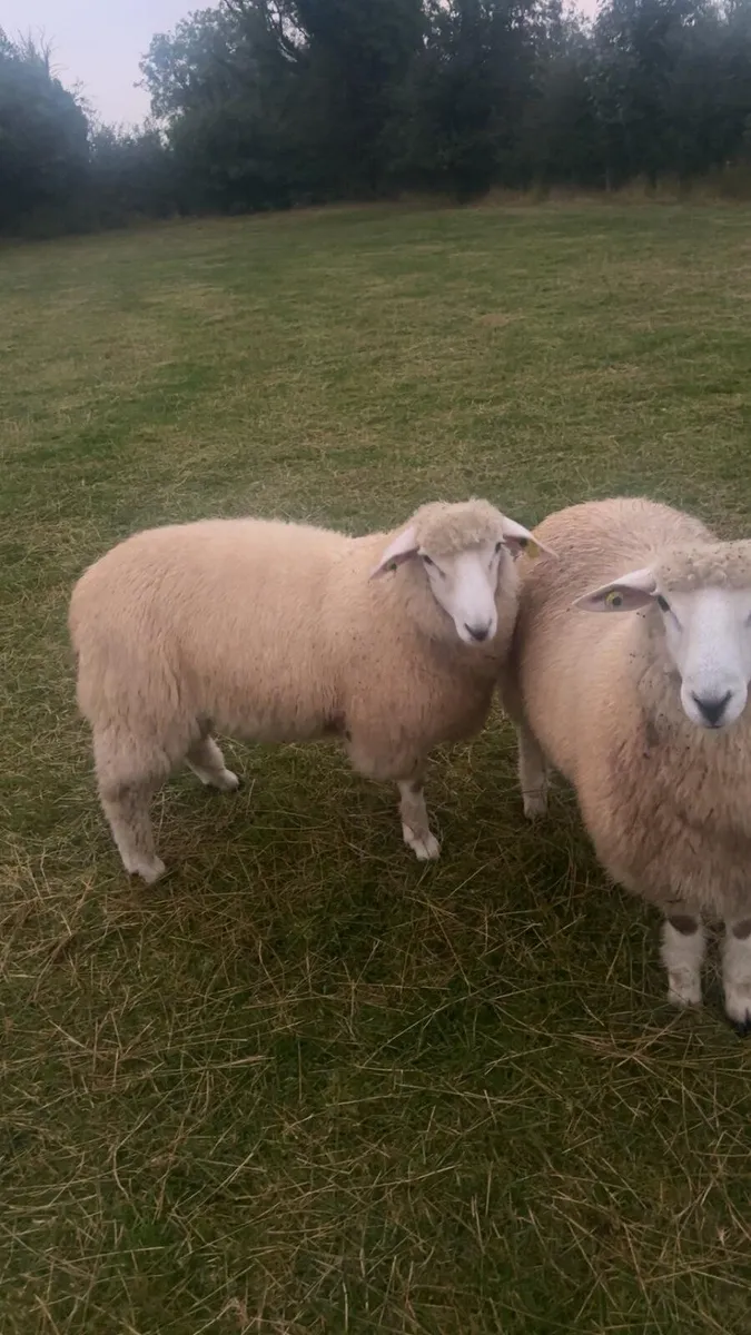 Rams - Image 1