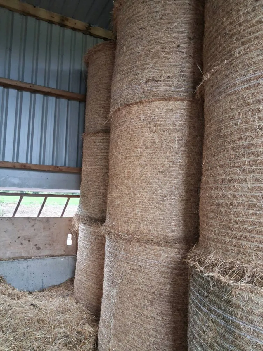 Hay - Image 3