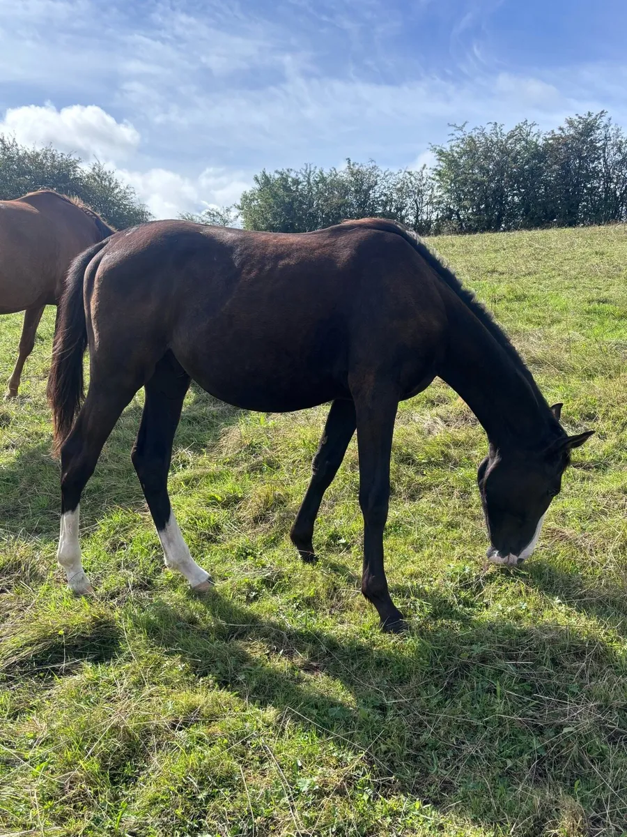 Yearling Gelding - Image 1