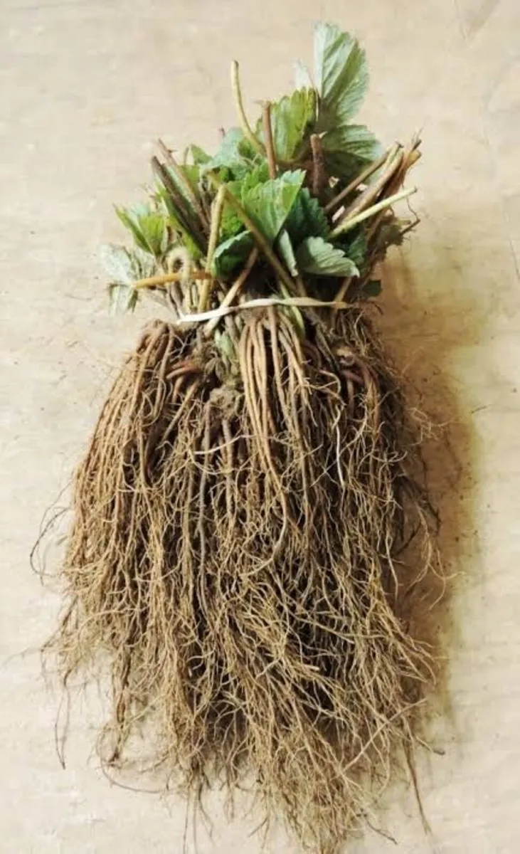 Strawberry bare root plants €2 each - Image 1