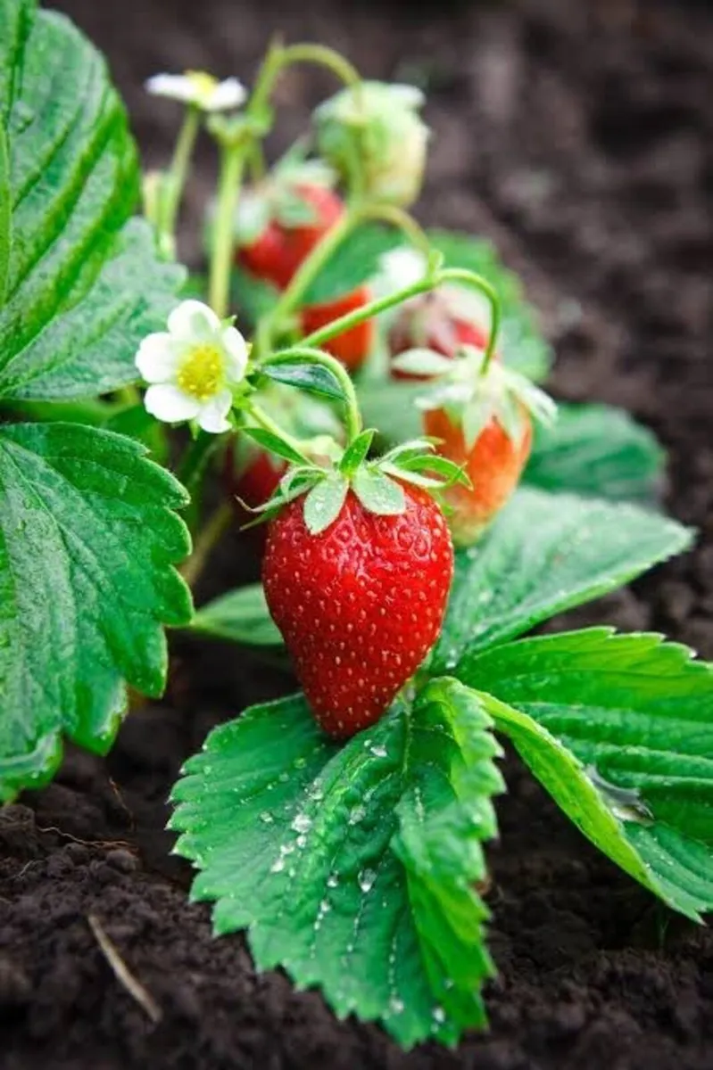Strawberry bare root plants €2 each - Image 2