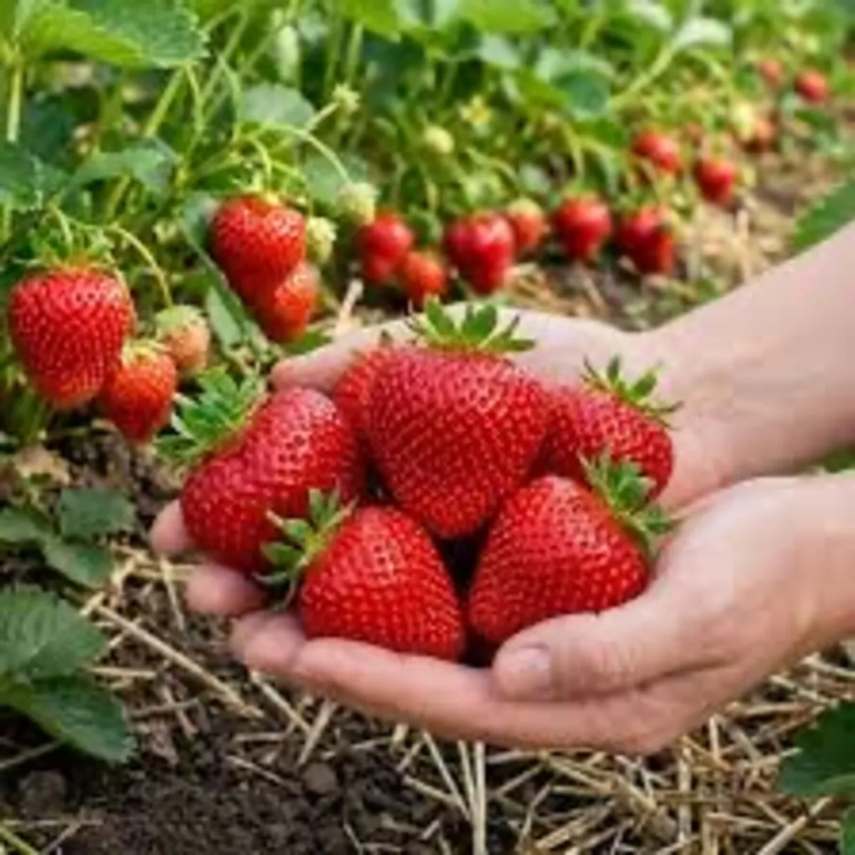 Strawberry bare root plants €2 each - Image 3