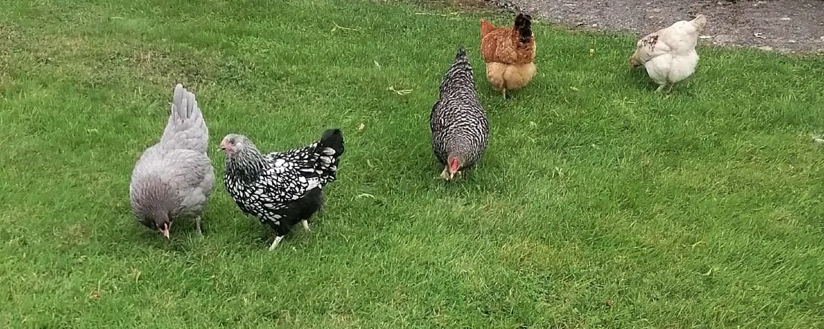 Laying Hens - Image 1