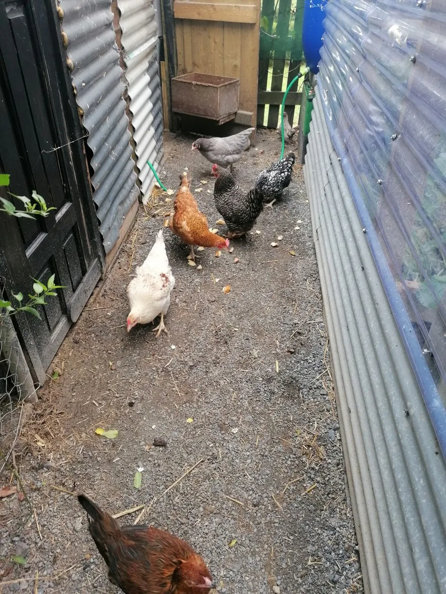 Laying Hens - Image 2