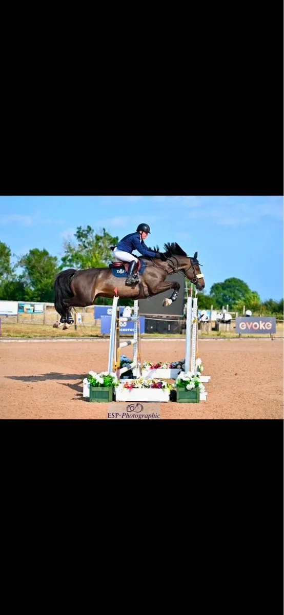 Yearling Gelding - Image 2