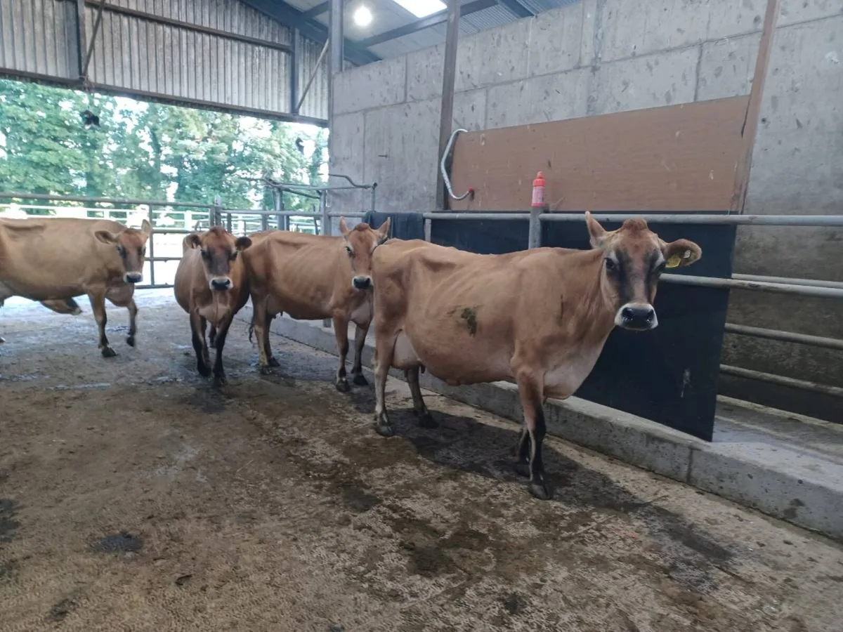 Ped jersey cows - Image 3