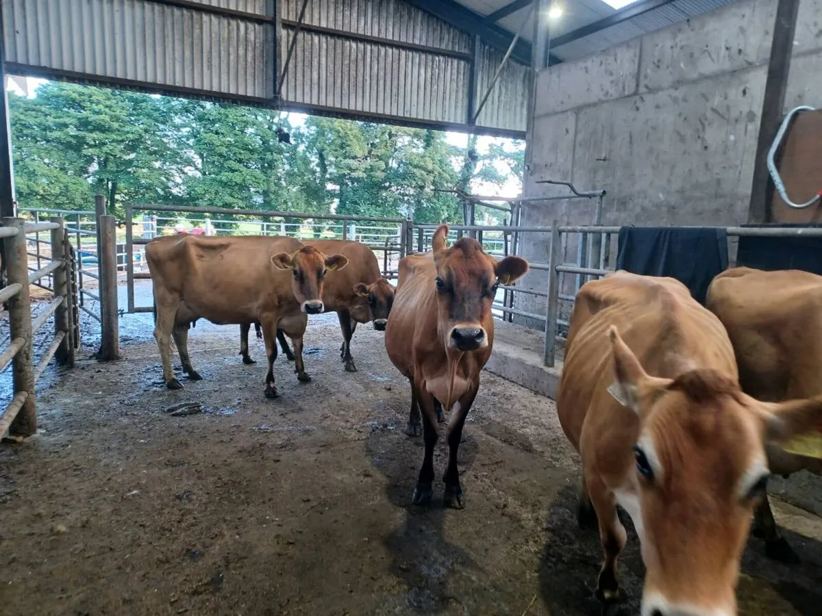 Ped jersey cows - Image 4