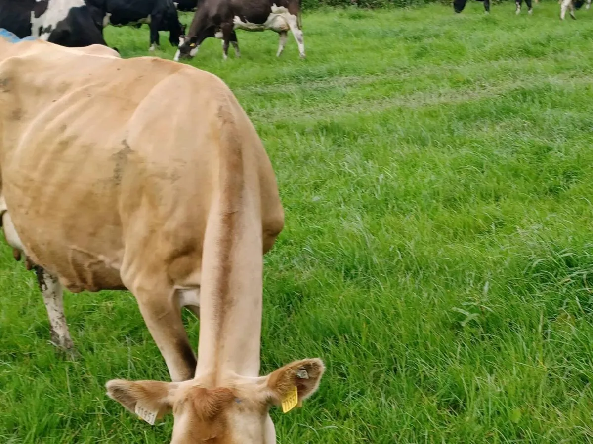 Ped jersey cows - Image 2