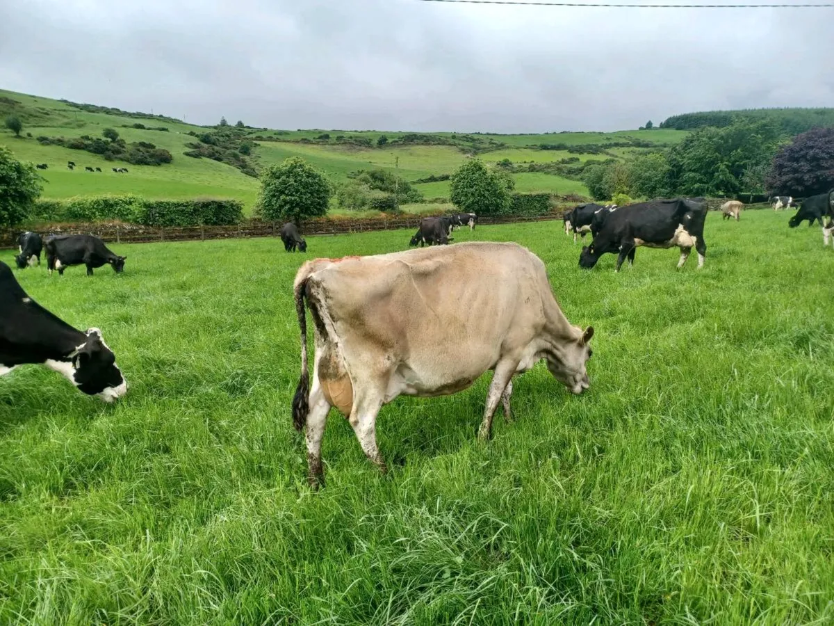 Ped jersey cows - Image 1