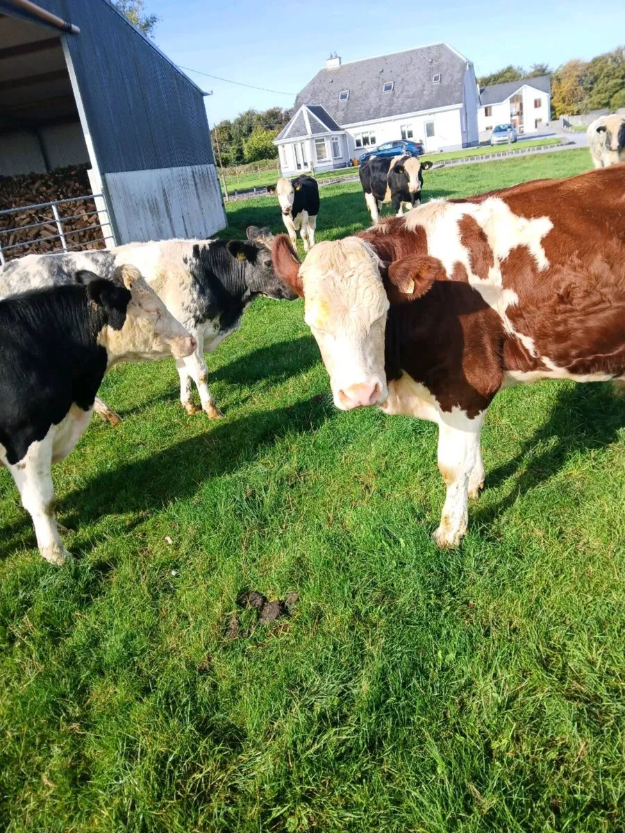 Bullocks - Image 1