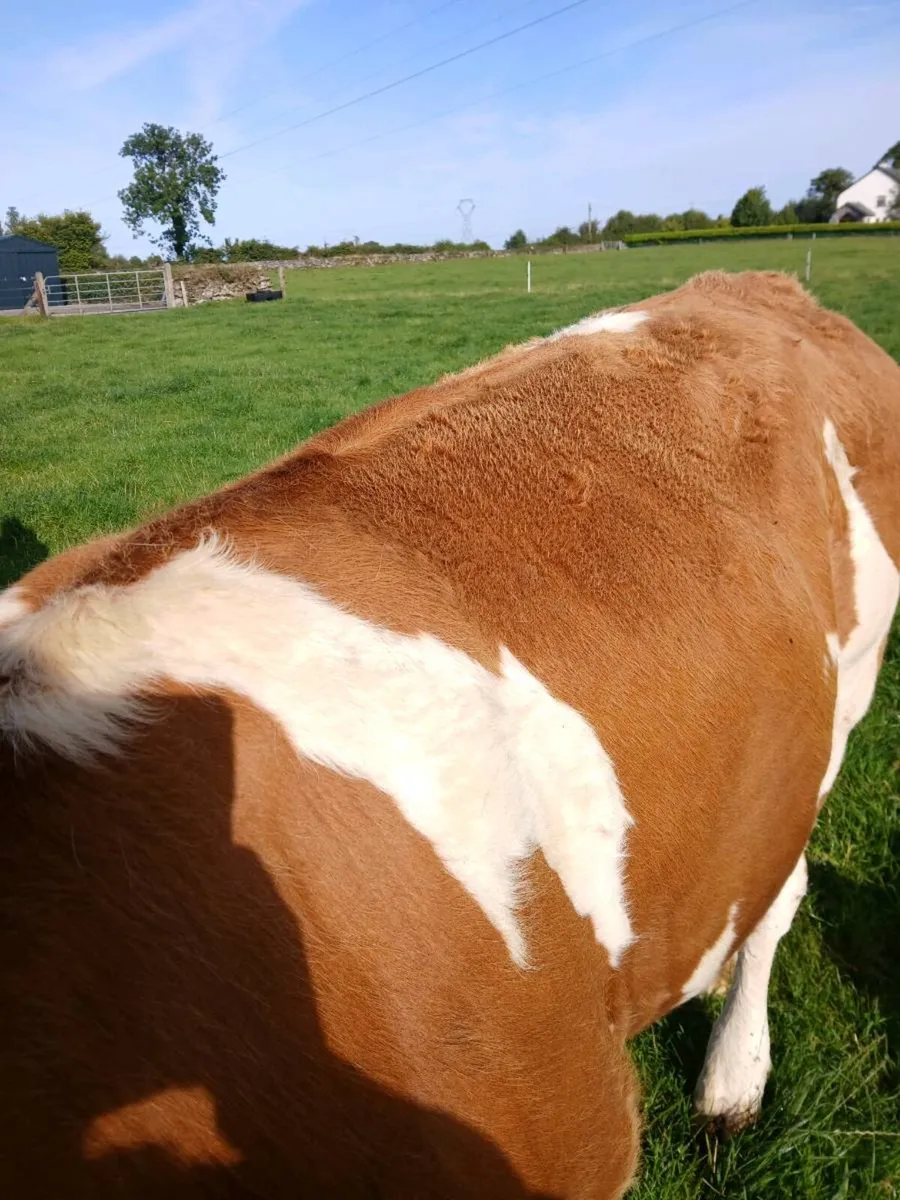 Bullocks - Image 2