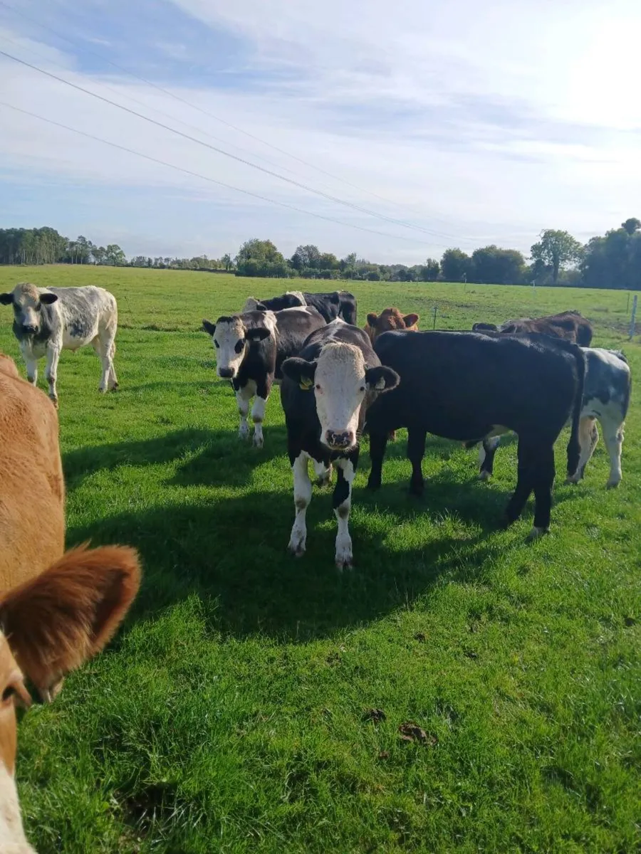 Bullocks - Image 3